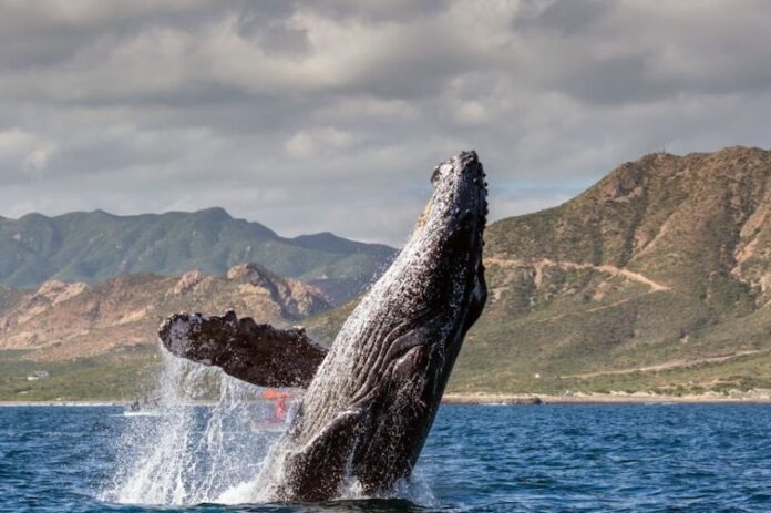 A grey whale leaps out of the water in Baja California Sur